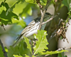 Blackpoll Warbler